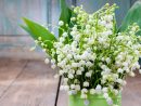 Acheter Du Muguet En Ligne Pour Le 1Er Mai - Kokomo encequiconcerne Bouquet De Fleurs Avec Du Muguet