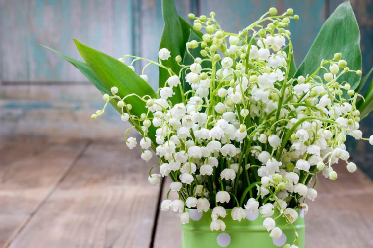 Acheter Du Muguet En Ligne Pour Le 1Er Mai – Kokomo encequiconcerne Bouquet De Fleurs Avec Du Muguet