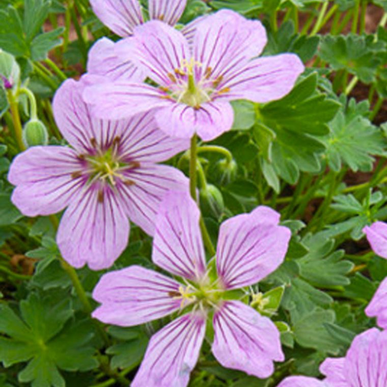 Acheter Géranium Vivace Alice à Fleurs Geranium