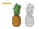 Ananas Livre De Coloriage Pour Les Enfants. Nourriture Tropicale D'Été encequiconcerne Ananas Coloriage