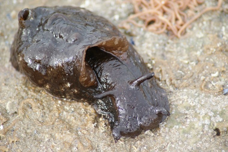 Animaux De Mer – Faune De France tout Animaux De Mare