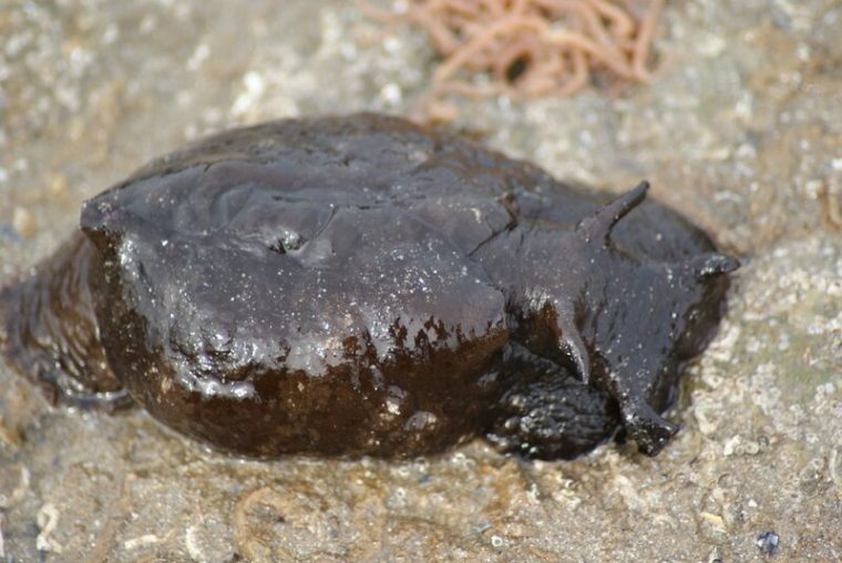 Animaux De Mer – Faune De France tout Animaux De Mare