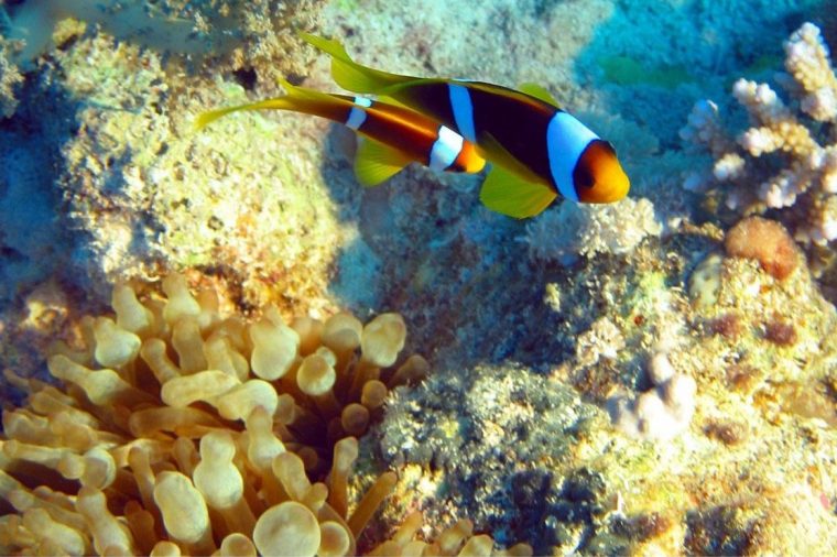 Animaux Des Fonds Marins(Photos) serapportantà Animaux De Mare