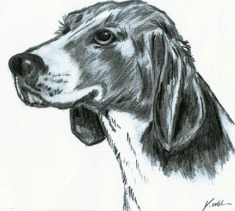 Animaux, Dessin De Chien Aux Crayons – Créations Beaux Arts – Dessin De pour Animaux Dessin