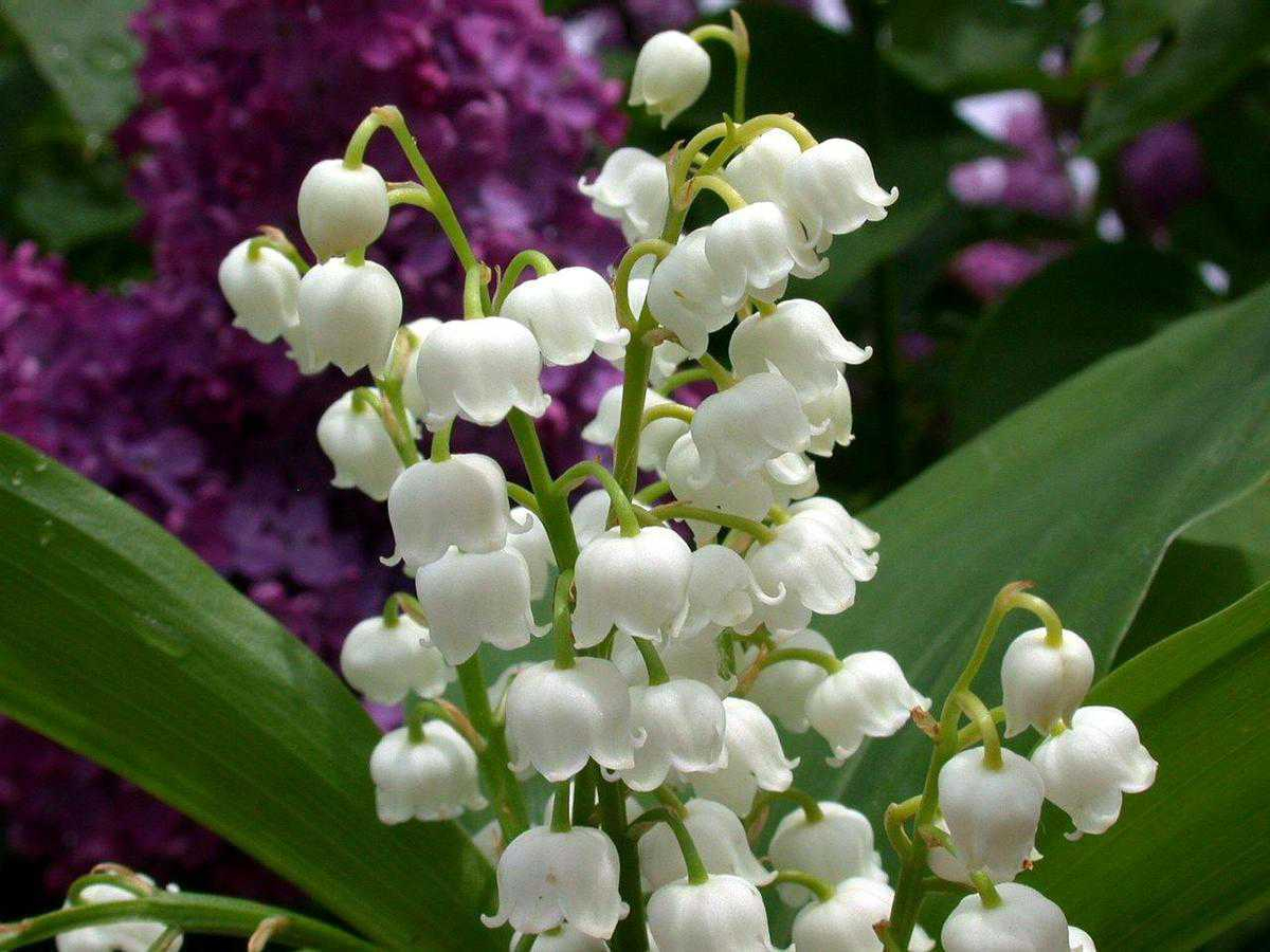 Après-Midi Cueillette Du Muguet destiné Fleur De Muguet 