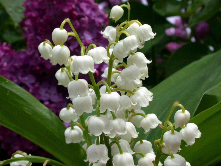 Après-Midi Cueillette Du Muguet tout Bouquet De Fleurs Avec Du Muguet