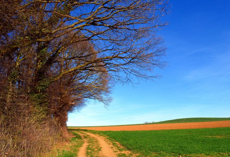 Arbres Paysage Printemps – Photo Gratuite Sur Pixabay tout Images Printemps Gratuites