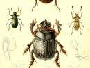 Archives Entomologiques, Ou, Recueil Contenant Des Illustrations D dedans Dessin D Insectes