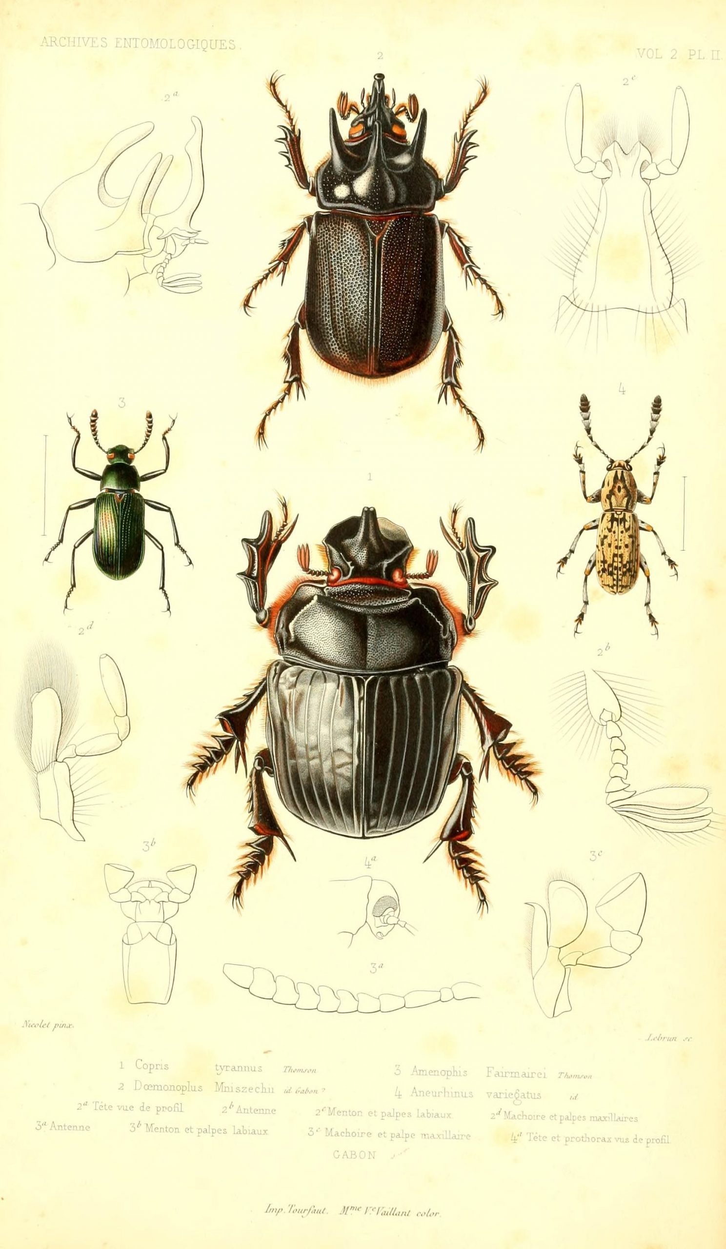 Archives Entomologiques, Ou, Recueil Contenant Des Illustrations D dedans Dessin D Insectes