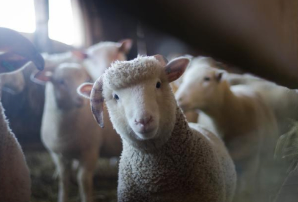 Arrêtez D'Utiliser Les Animaux Comme Accessoires!  La Voix Des Jeunes destiné Image Mouton