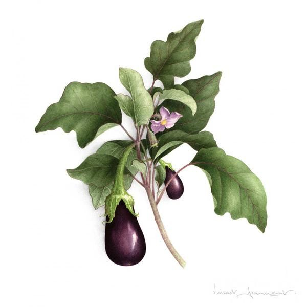 Aubergines  Illustration Botanique, Dessin Botanique, Botanique destiné Dessin Aubergine 