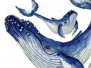 Baleine À Bosse Aquarelle Dessin Poster Print Art Dessin  Etsy serapportantà Comment Dessiner Une Baleine