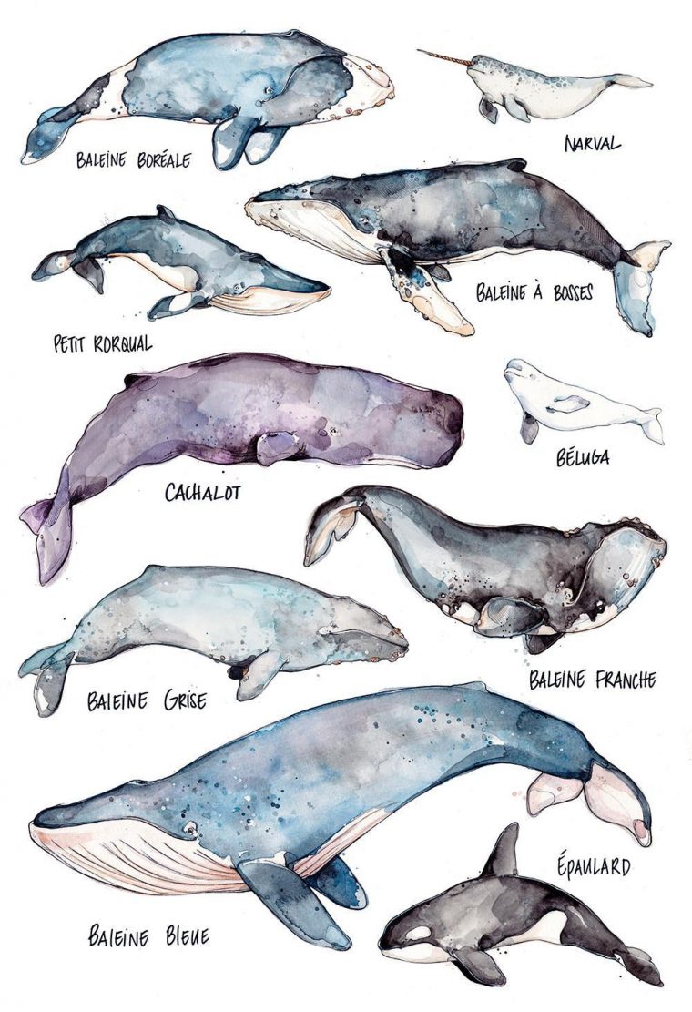 Baleine Dessin Realiste – Dessin Facile Pour Les Enfants intérieur Comment Dessiner Une Baleine