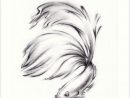 &quot;Betta - Charcoal Pencil Drawing Of A Siamese Fighting Fish&quot; Art Print concernant Poisson Combattant Dessin