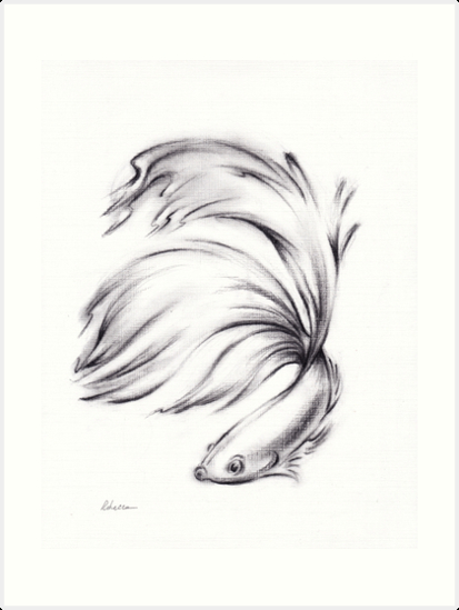 &amp;quot;Betta - Charcoal Pencil Drawing Of A Siamese Fighting Fish&amp;quot; Art Print concernant Poisson Combattant Dessin 