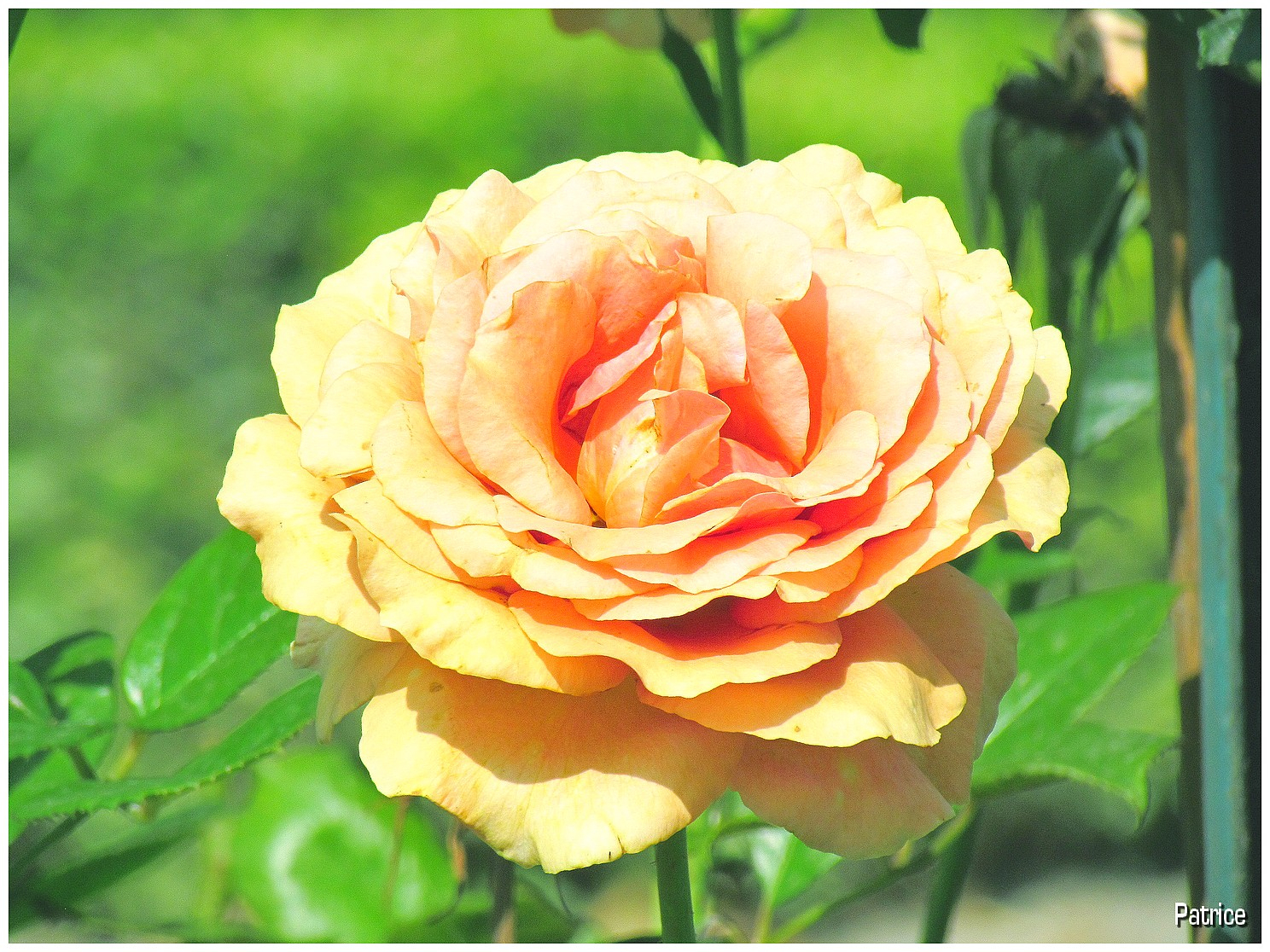 Blog Photos De Patrice: Roses Et Fleurs Divers Du Jardin Des Plantes Le pour Fleur Rose Videos 