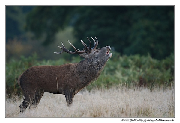 Brame Du Cerf : Période, Dates, Forêts Où L'Écouter – Instinct Animal encequiconcerne Cri Du Sanglier Écouter