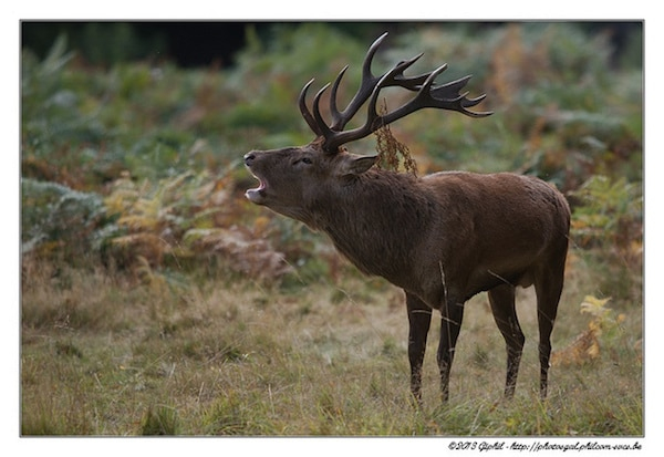 Brame Du Cerf : Période, Dates, Forêts Où L'Écouter – Instinct Animal serapportantà Cri Du Sanglier Écouter