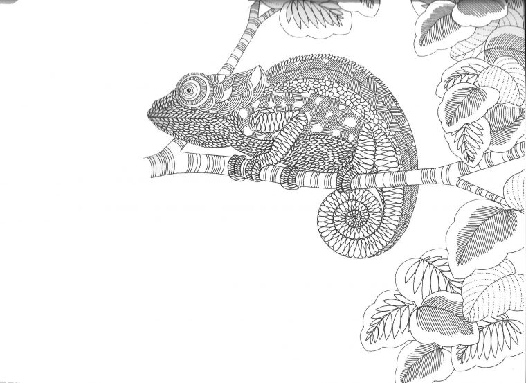 Cameleon  Coloriage Animaux, Coloriage, Animaux pour Coloriage Cameleon