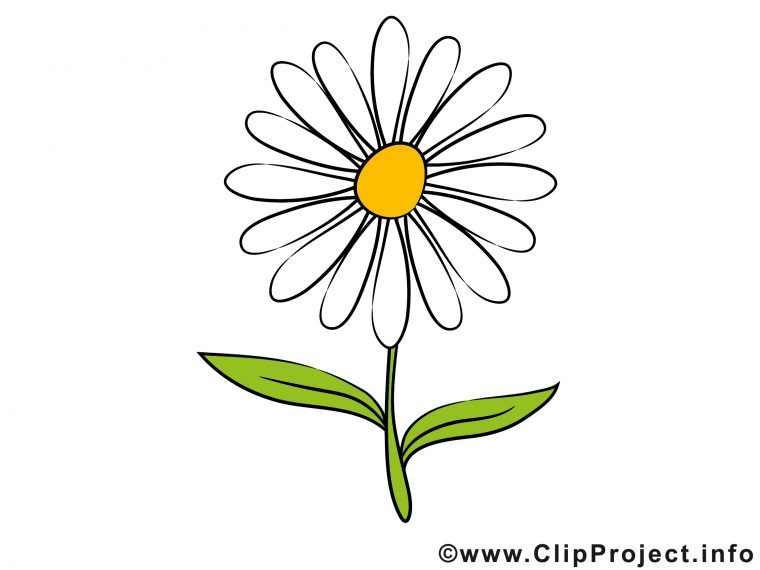 Camomille Images – Fleurs Dessins Gratuits – Fleurs Dessin, Picture concernant Dessin De Fleur