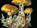 Champignons,Png,Tubes  Stuffed Mushrooms, Mushroom Drawing, Botanical à Champignons Dessins