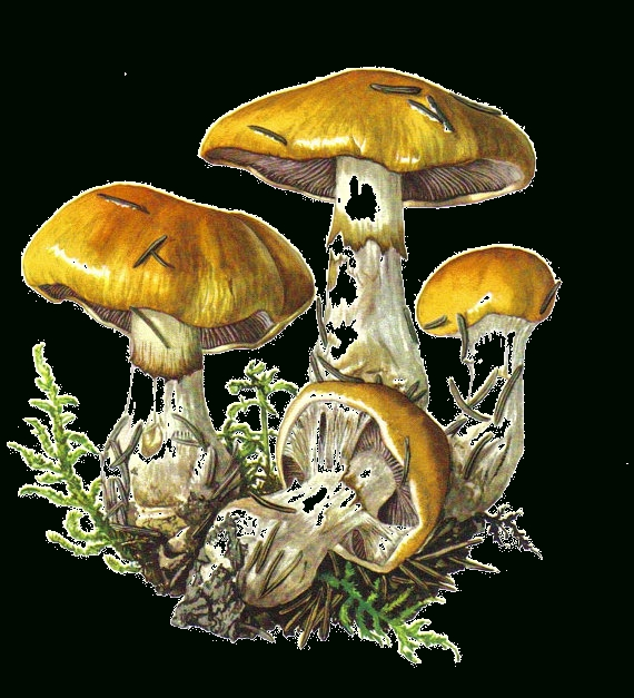 Champignons,Png,Tubes  Stuffed Mushrooms, Mushroom Drawing, Botanical à Champignons Dessins 