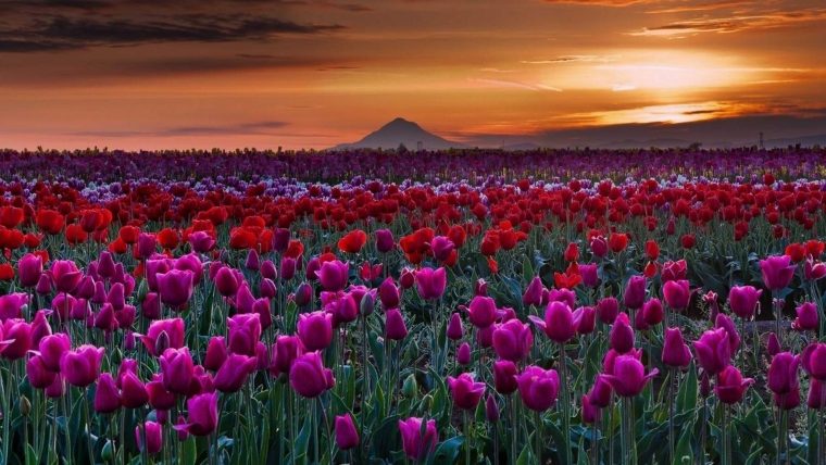 Champs De Tulipe – Fond D'Écran Hd intérieur Fleur De Tulipe