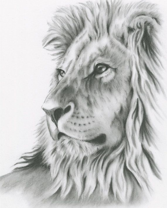 Charcoal Drawing, 8&quot;X10&quot; Original Lion Art, Lion Drawing, Lion Sketch serapportantà Lionne Dessin