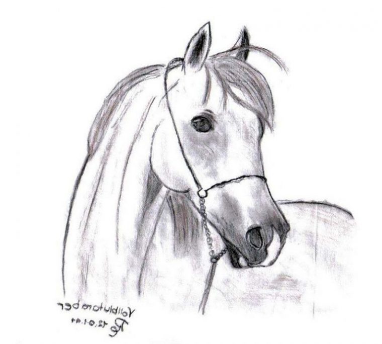 Cheval Dessin Simple Beau Collection Dessin De Cheval – Coloriage avec Cheval Dessin Simple