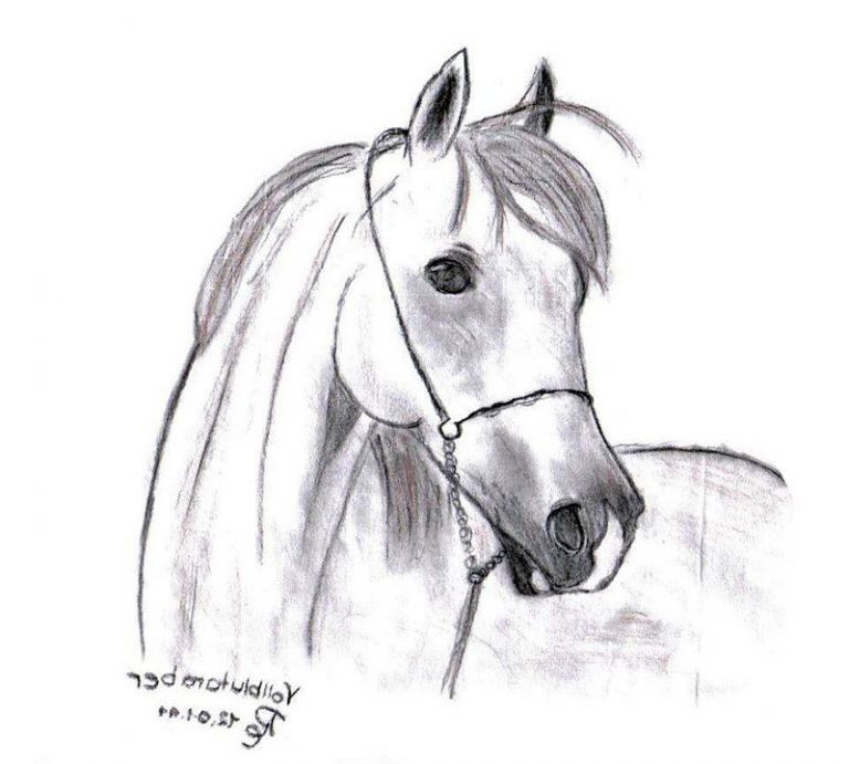 Cheval Dessin Simple Beau Collection Dessin De Cheval - Coloriage avec Cheval Dessin Simple 