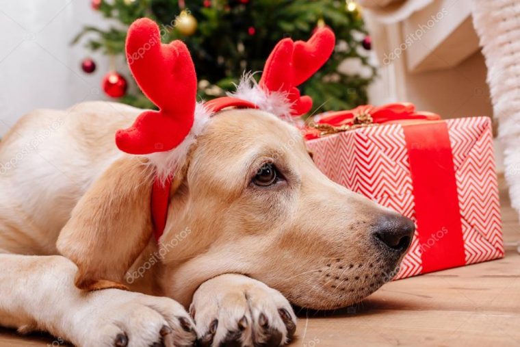 Chien Labrador De Noël — Photographie Vitalikradko © #170227216 serapportantà Chien Noel