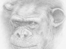 Chimpanzé Crayon A4 - Eacone serapportantà Dessin De Chimpanzé