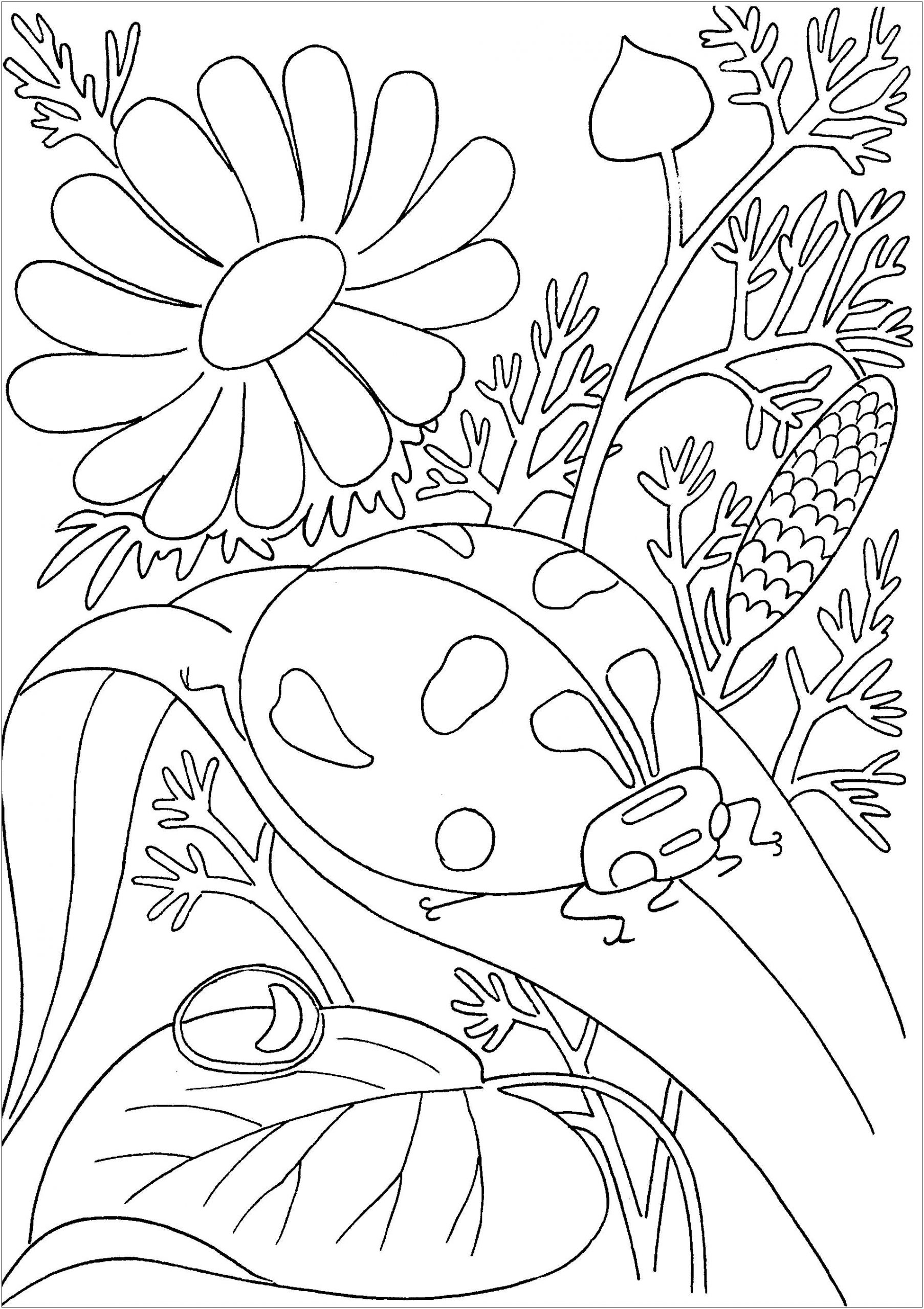 Coccinelles Et Fleurs - Coloriage D&amp;#039;Insectes (Fourmis, Araignées destiné Coloriage Fourmi 