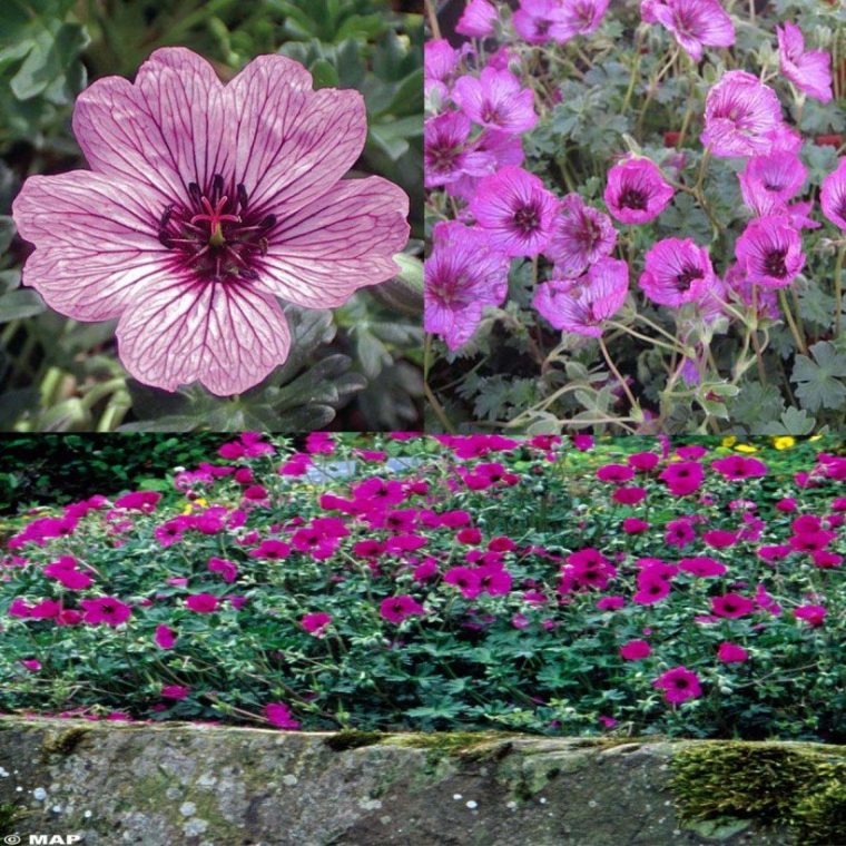 Collection De 6 Géraniums Vivaces Cinereum (3 Variétés) – Pour Terrain Sec concernant Fleurs Geranium