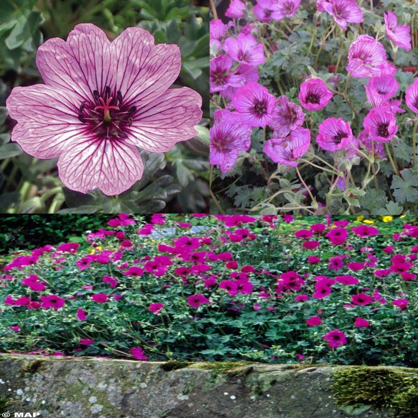 Collection De 6 Géraniums Vivaces Cinereum (3 Variétés) - Pour Terrain Sec concernant Fleurs Geranium 