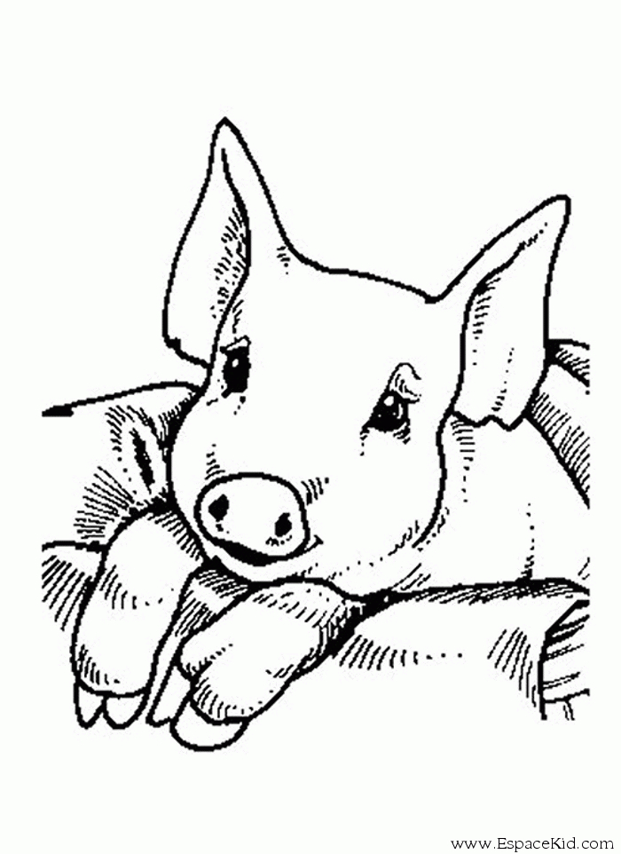 Coloriage Ã Dessiner Cochon D'Inde Ã Imprimer avec Comment S Appelle Le Petit De L Oie