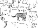 Coloriage Animaux Sauvages Dans La Jungle En Nature Dessin Animaux De avec Coloriage Felin A Imprimer