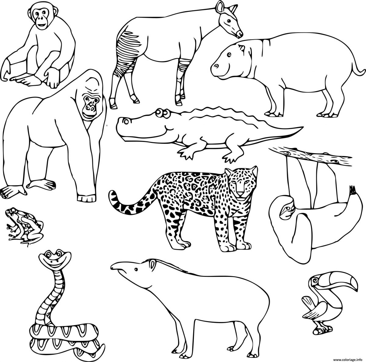 Coloriage Animaux Sauvages Dans La Jungle En Nature Dessin Animaux De concernant Coloriage De Foret A Imprimer