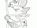Coloriage Beaux Oiseaux destiné Oiseau À Imprimer