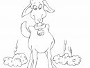 Coloriage Chèvre #2490 (Animaux) - Album De Coloriages encequiconcerne Coloriage Chèvre A Imprimer