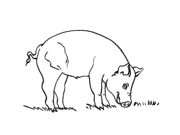 Coloriage Cochon 12 – Coloriage Cochons – Coloriages Animaux concernant Coloriage De Cochon