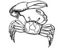 Coloriage Crabe - Coloriages Gratuits À Imprimer - Dessin 16584 destiné Photo De Crabe A Imprimer