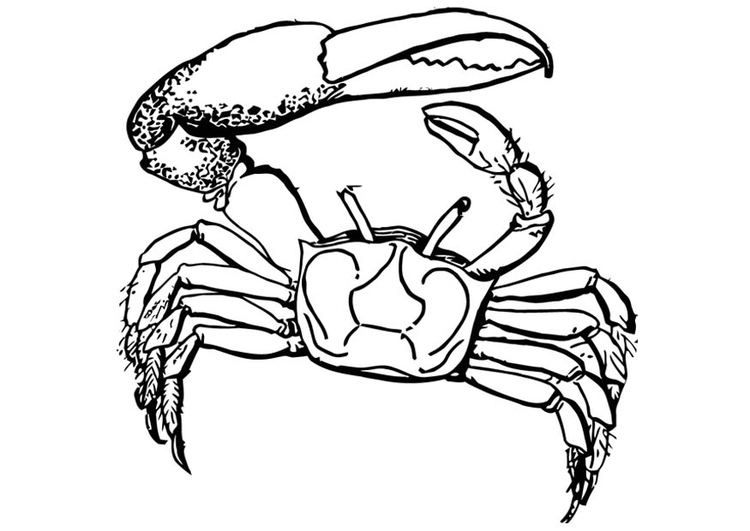 Coloriage Crabe - Coloriages Gratuits À Imprimer - Dessin 16584 destiné Photo De Crabe A Imprimer 