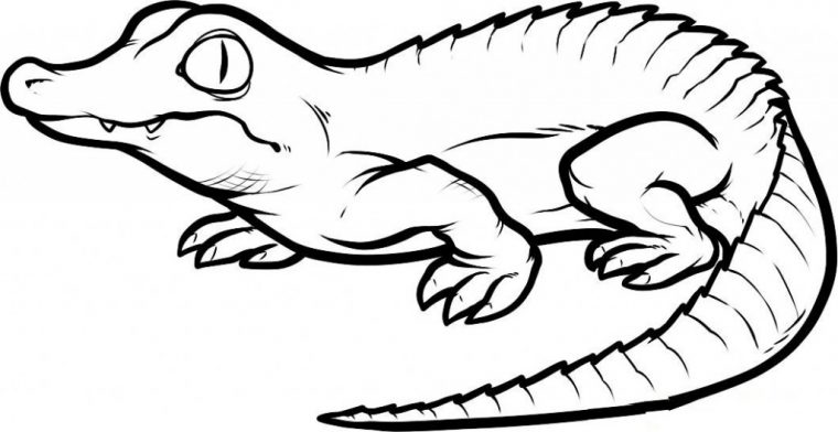 Coloriage Crocodile #4812 (Animaux) – Album De Coloriages tout Dessiner Crocodile