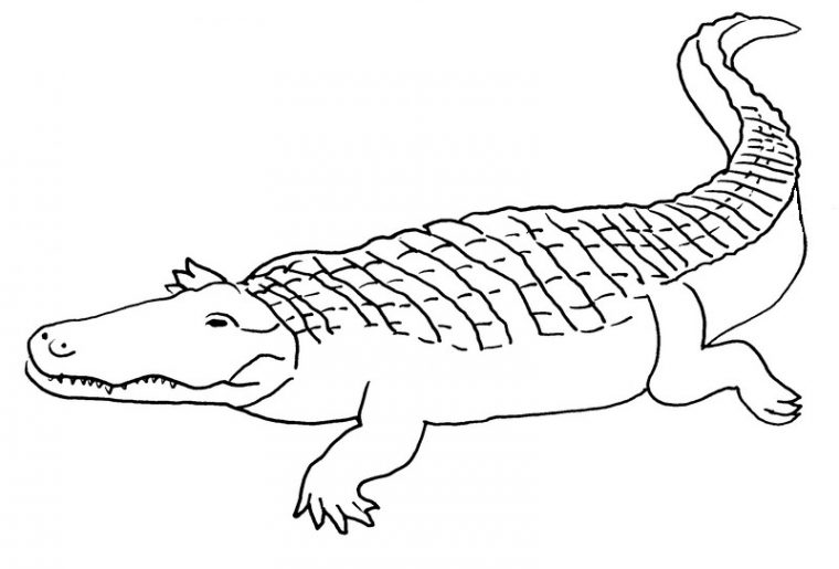 Coloriage Crocodile #4950 (Animaux) – Album De Coloriages concernant Dessiner Crocodile