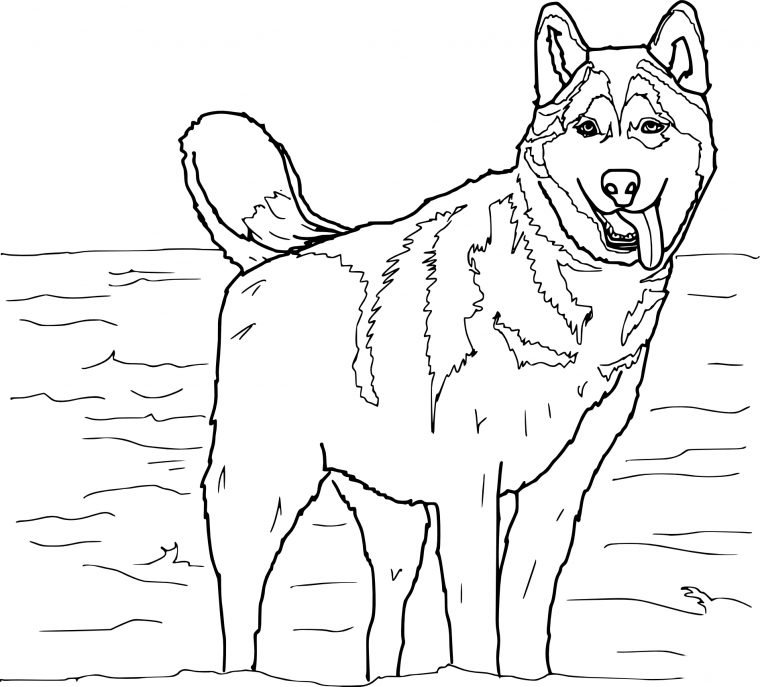 Coloriage De Chien Husky À Imprimer Sur Coloriage De dedans Chien A Imprimer