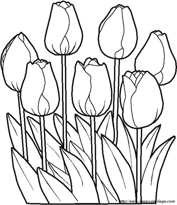 Coloriage De Fleur, Dessin Coloriages Fleur Tulipes Jpg À Colorier serapportantà Fleurs À Colorier 