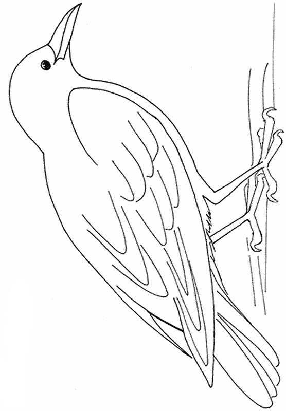 Coloriage De Pour Enseignants, Dessin Oiseau De Nos Bois À Colorier à Dessin A Imprimer Oiseau