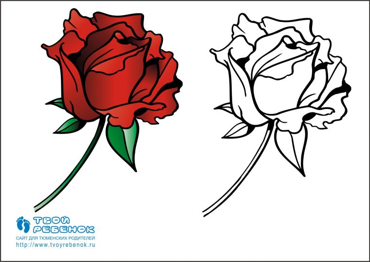 Coloriage De Rose En Couleur  30000 ++ Collections De Pages À Colorier tout Fleur Rose Dessin