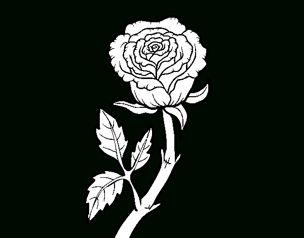 Coloriage De Rose Sauvage Pour Colorier - Coloritou concernant Coloriage De Rose 